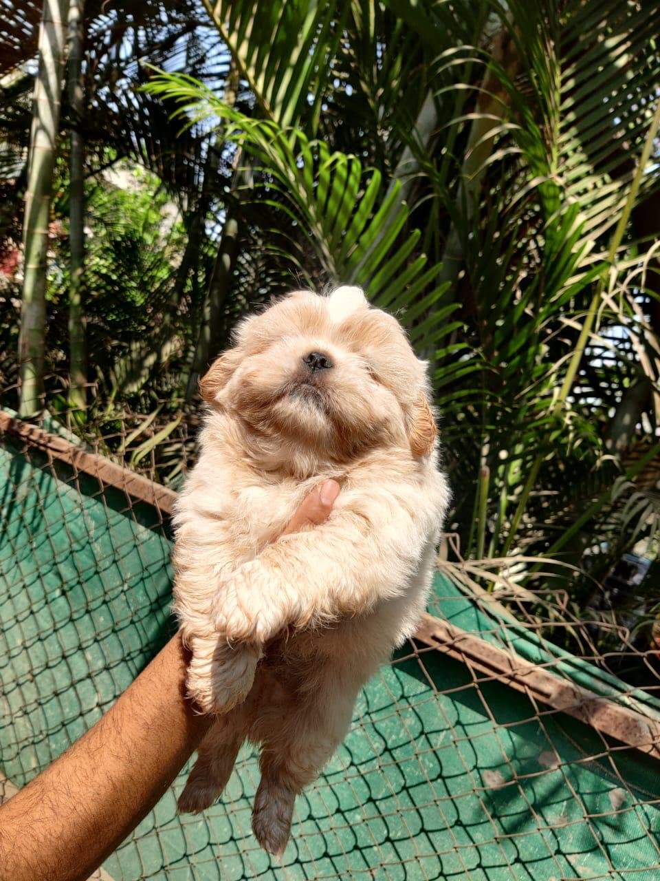Buy Vaccinated  Shih Tzu Puppy from Jaipur